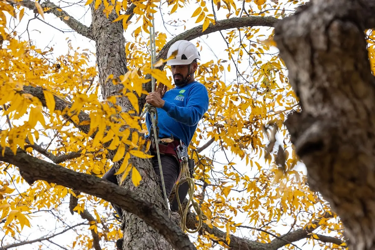 Skilled Storm Damage Cleanup crew working in Ashland